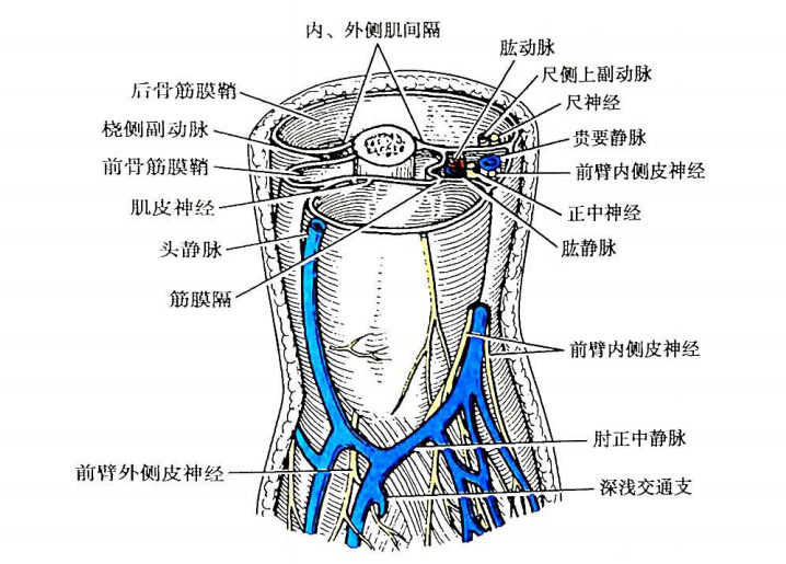 臂筋膜向前,后两肌群间发出臂内,外侧肌间隔附于肱骨两侧,与肱骨共同