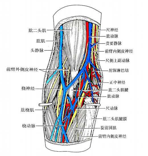   图4-12  肘窝结构   二,深筋膜    &