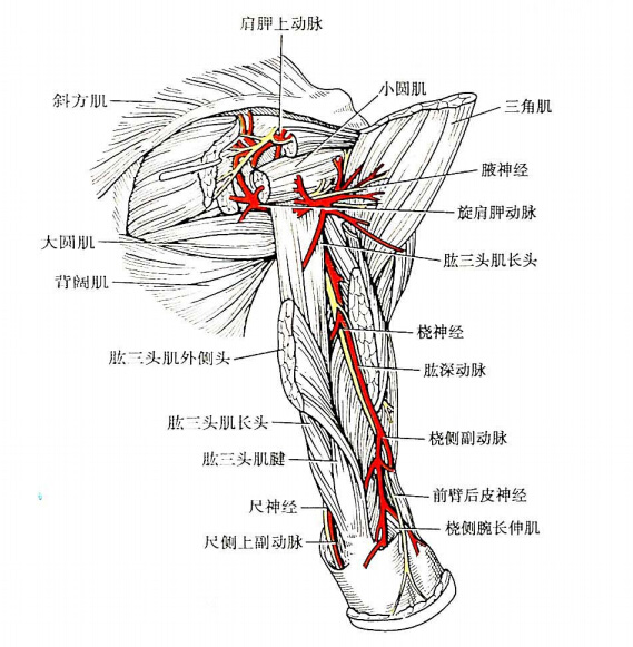 肱三头肌的3个头与肱骨桡神经沟在肱骨后面形成 肱骨肌管( 桡神经管)