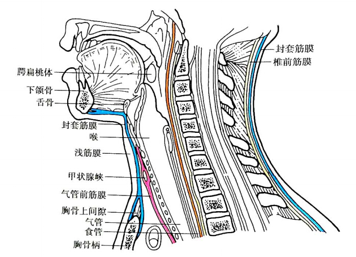 图5-6  颈筋膜与筋膜间隙(正中矢状切面)