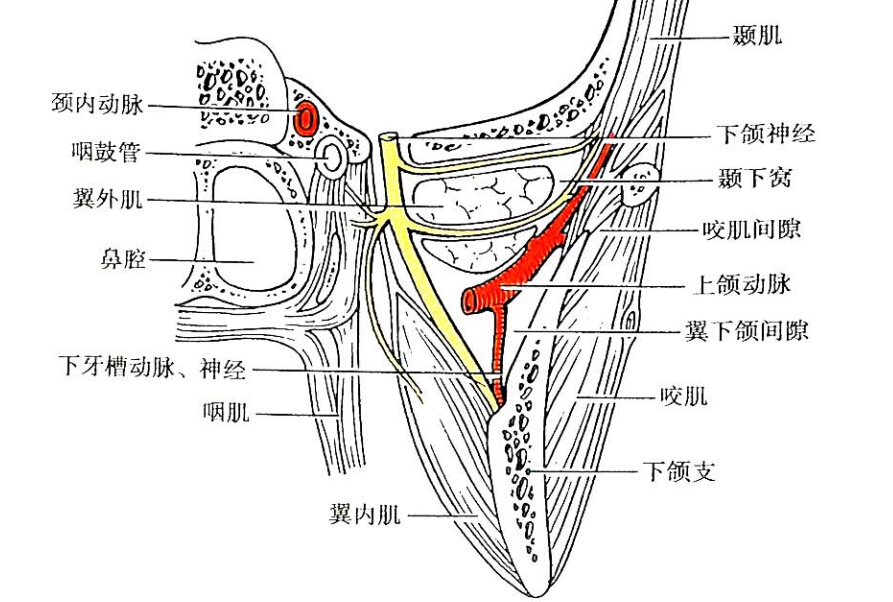 翼下颌间隙(图6-8)  位于下颌支与翼内肌之问,前界为颊肌和下颌支