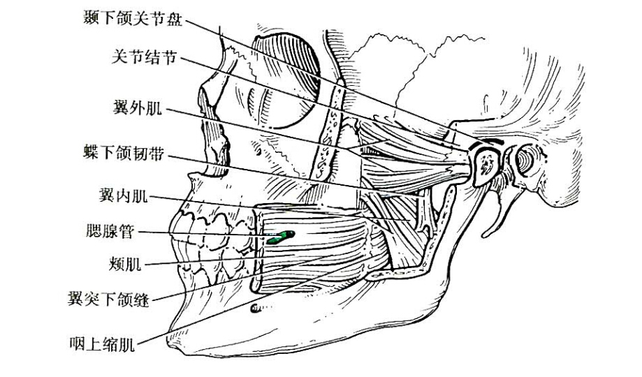 翼外肌(1ateral pterygoid)起自蝶骨大翼下面和翼突外侧板,止于