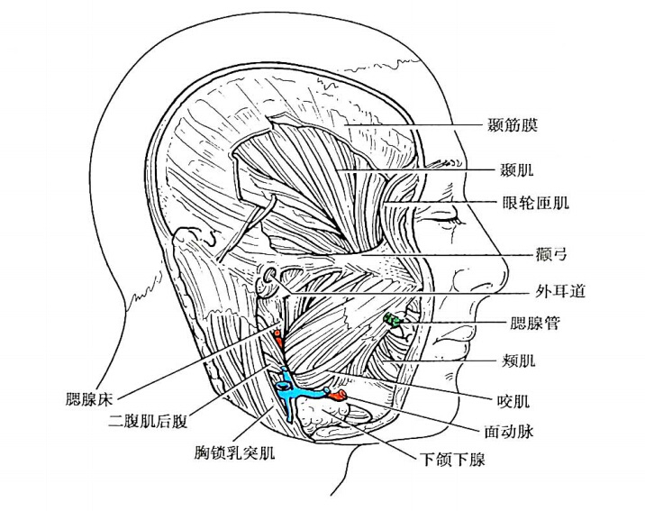 颞肌下部深面与颞骨骨膜间也含有疏松结缔组织并有至颞肌的血管神经