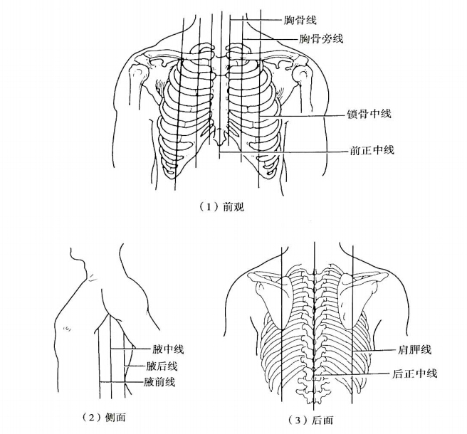 胸骨旁线  经胸骨线与锁骨中线之间的重点所作的垂线.