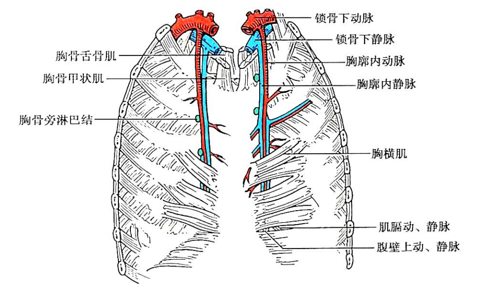图7-4  胸廓内血管和胸横机