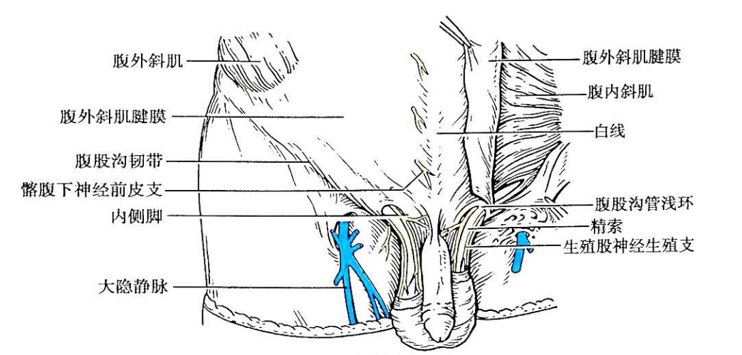 图8-5  反转韧带和腔隙韧带   图8-6  腹外斜肌腱膜和腹股沟管浅环
