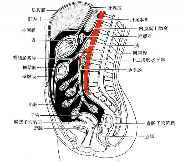 覆腹,盆壁的内面以及腹,盆腔脏器的表面,前者称 壁腹膜,后者称 脏腹膜