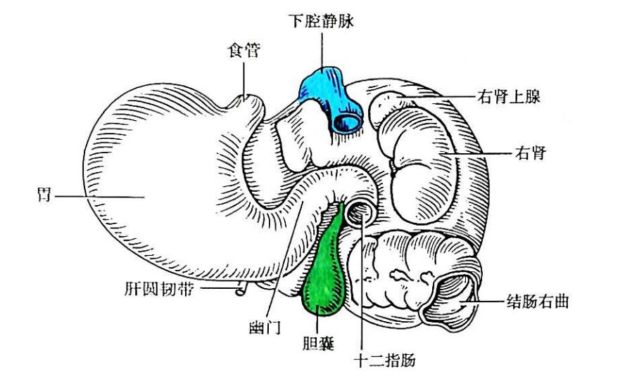 位置和毗邻  胆囊gallbladder位于肝下面的胆囊窝内,其上面借结缔组织