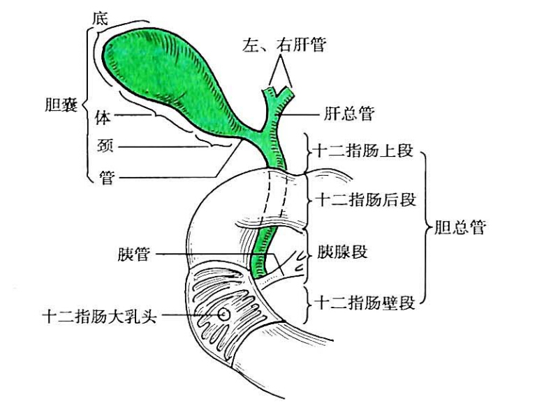 胆总管可分为4段(图8-22):①十二指肠上段:位于肝十二指肠韧带内,沿小