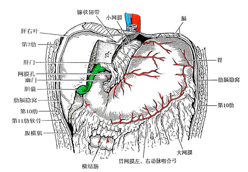 小网膜及胃后壁与胰之间可见