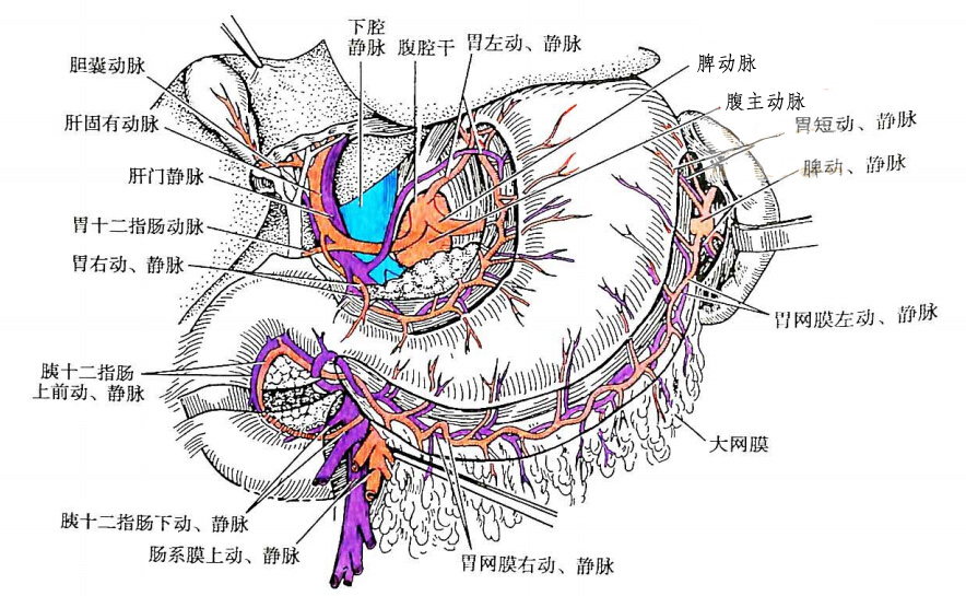 1.动脉  胃的动脉来自腹腔干及其分支(图8-21,8-23).