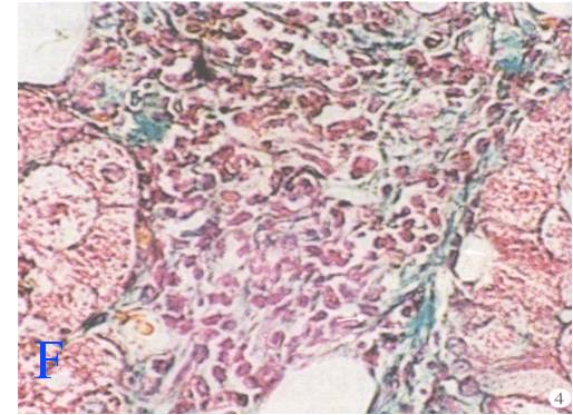 肝脏gdp值_肝脏位置