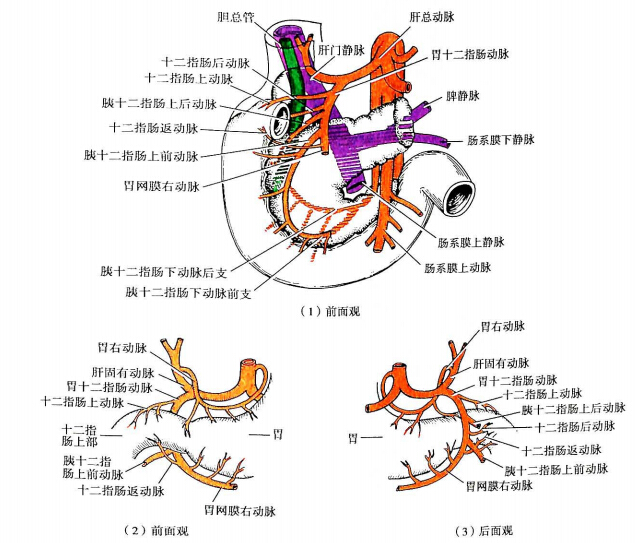 胰十二指肠上动脉(图8-23)是胃十二指肠动脉的分支,有前,后两支分别