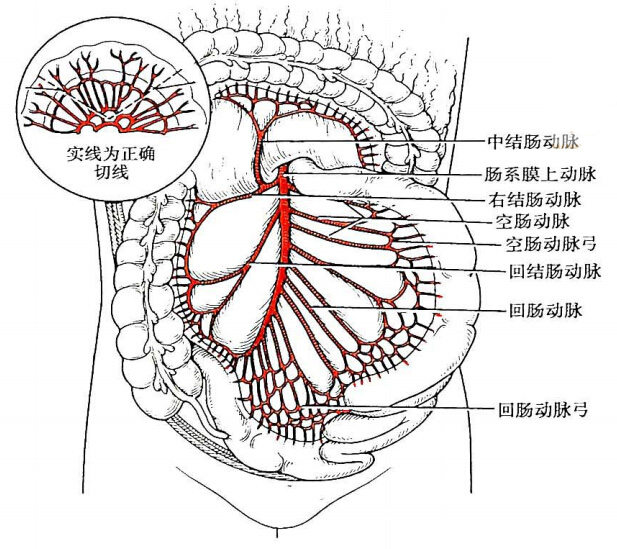 图8-26  肠系膜上动脉及其分支