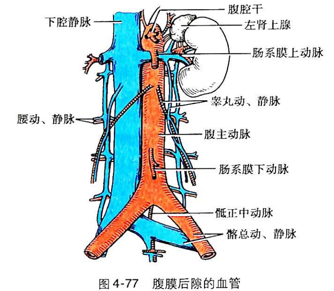腹主动脉abdominal aorta在膈的主动脉裂孔处续自胸主动脉,沿脊柱左