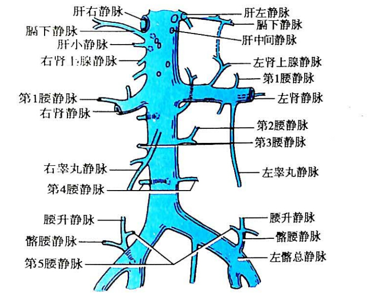 下腔静脉inferior vena cava 是人体最粗大的静脉干,平第5腰椎由左