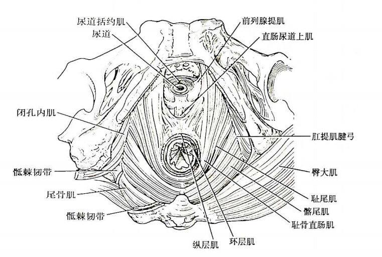 盆膈肌包括扛提肌和尾骨肌(图9-2).