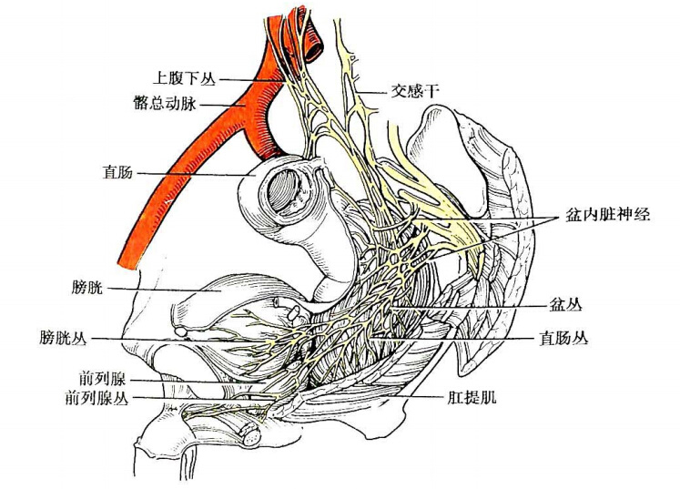 图9-12   盆腔神经