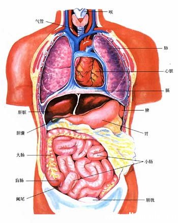 脏和腑是根据内脏器官的功能不同而加以区分的.
