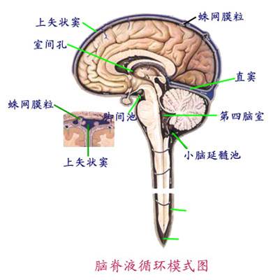 颅腔内容物由神经组织(86%),脑脊液(10%)及血液(4%)三部分组成.