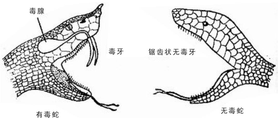 毒蛇与无毒蛇牙痕区别