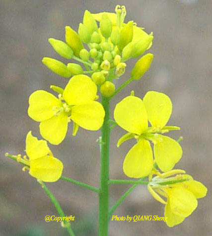 油菜