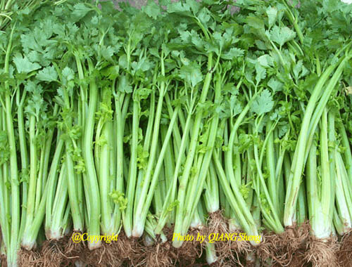 芹菜