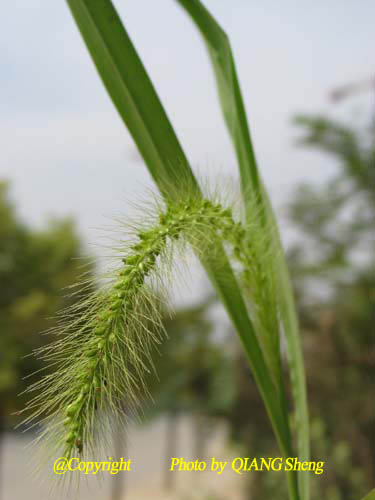 大狗尾草