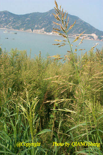 假高粱
