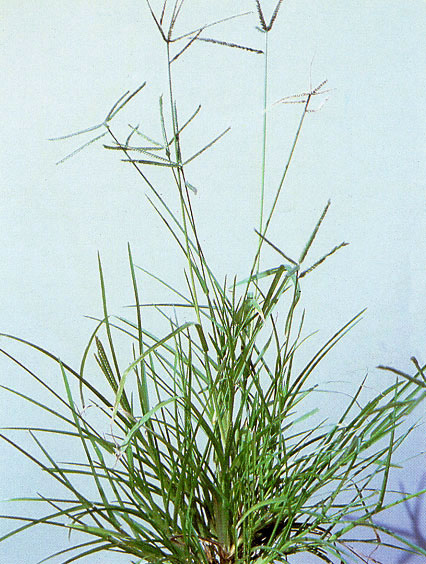 牛筋草(蟋蟀草)