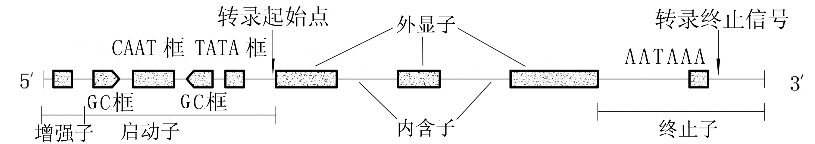 图2-2-4 真核生物结构基因的结构示意图.jpg