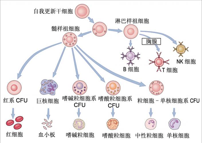 017 造血干细胞的分化.jpg