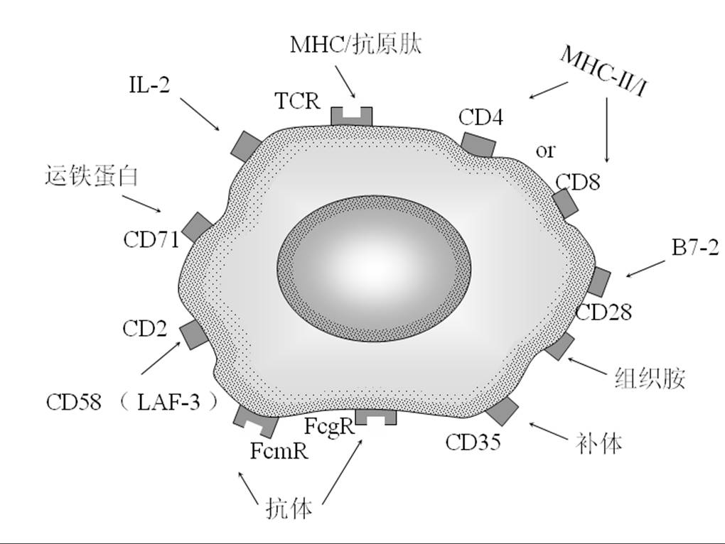 024.T细胞表面受体.jpg