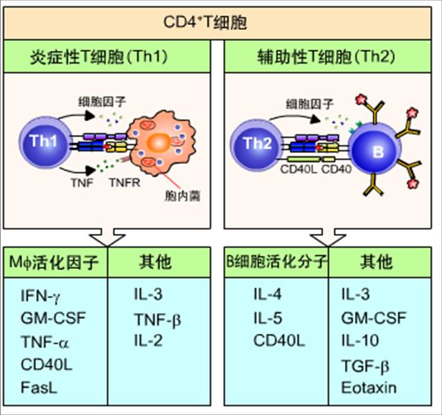 026.Th1、Th2淋巴细胞的功能.jpg