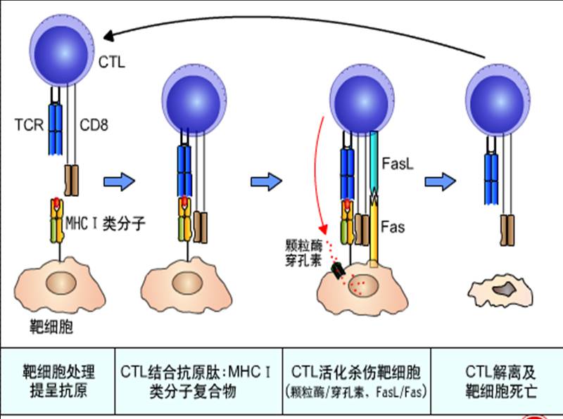 027.CTL的免疫效应.jpg
