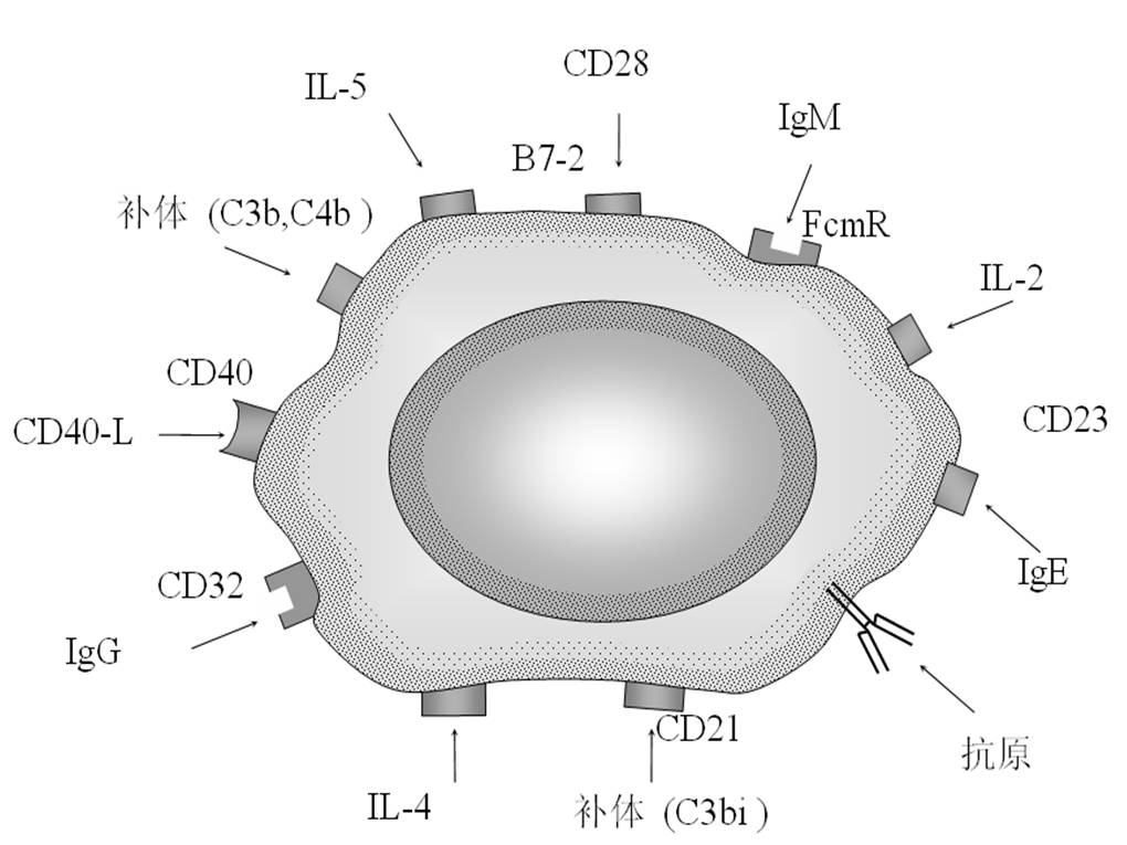 B细胞表面标志.jpg