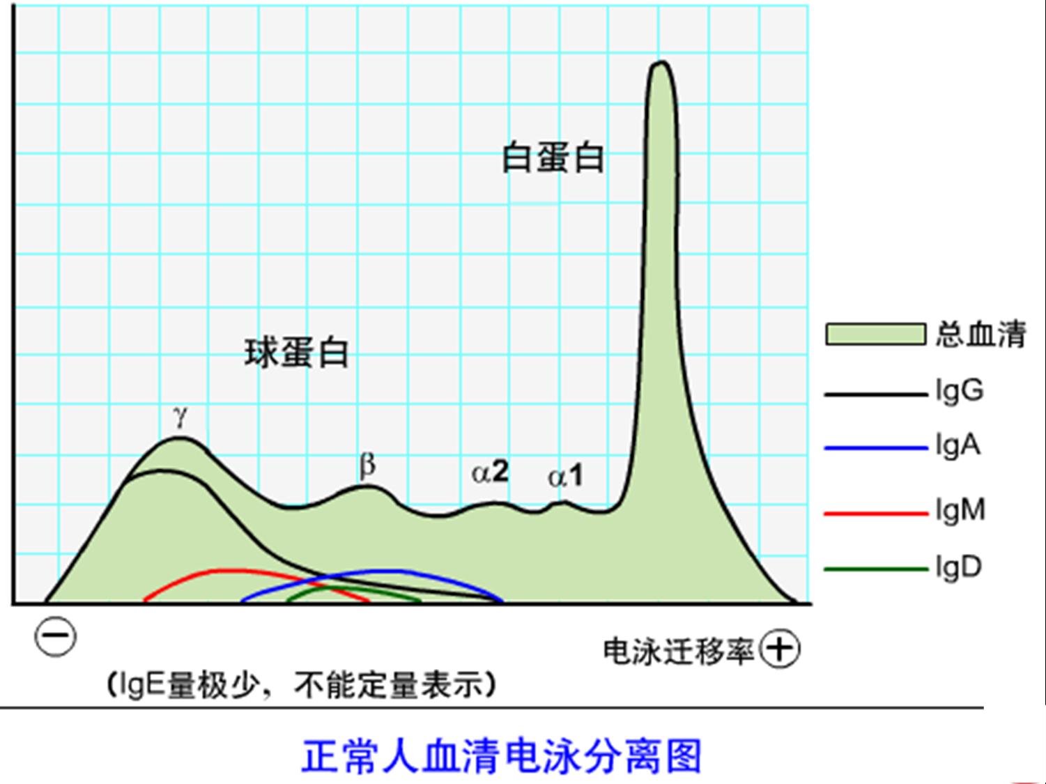 正常人血清电泳分离图.jpg