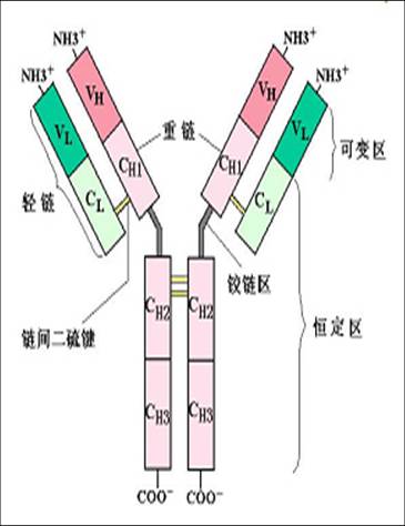 免疫球蛋白结构示意图.jpg