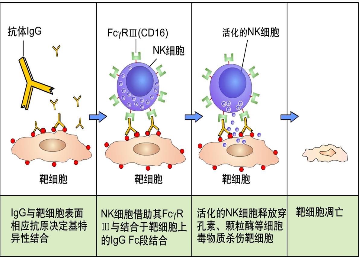 NK细胞介导的ADCC作用.jpg