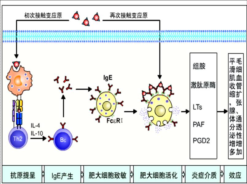 I型超敏反应示意图.jpg
