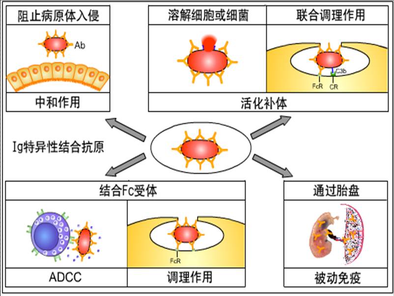 免疫球蛋白的生物学活性.jpg