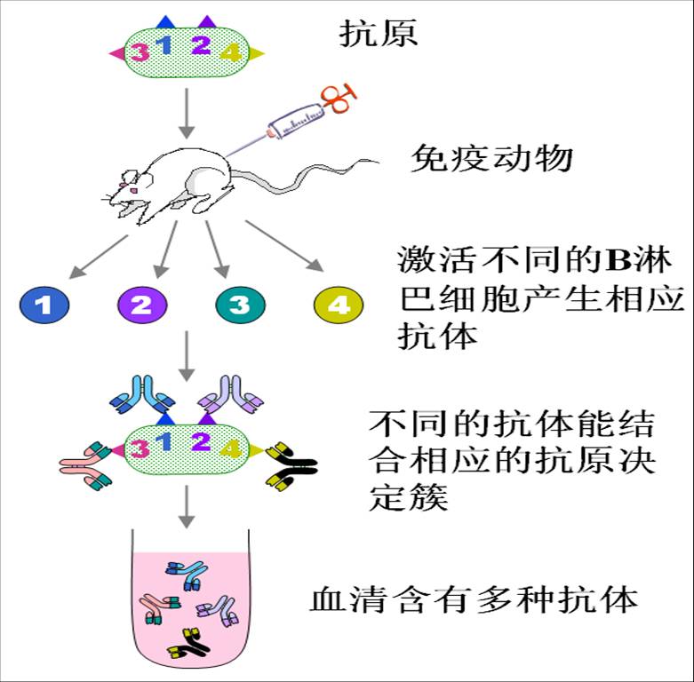 多克隆抗体制备示意图.jpg