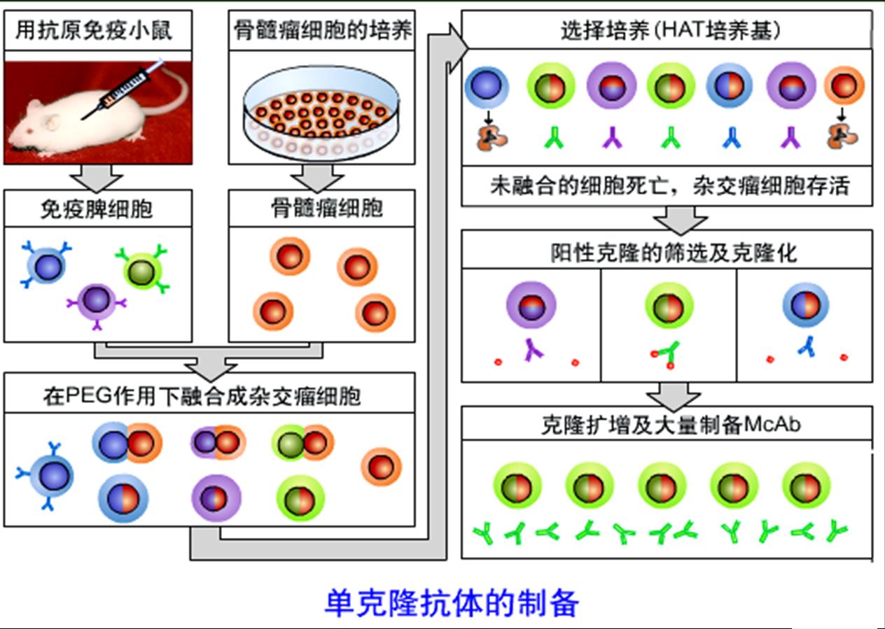 单克隆抗体的制备.jpg