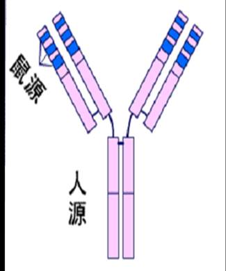 改型抗体.jpg