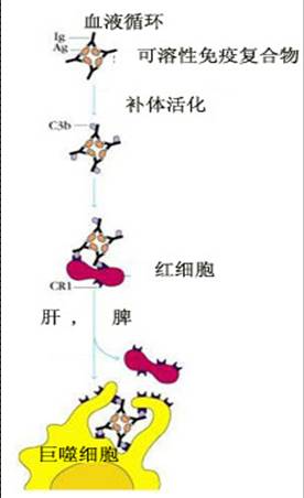 介导的免疫黏附作用.jpg