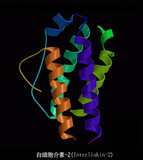 白细胞介素-2.jpg