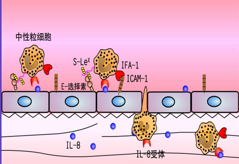 对中性粒细胞的趋化作用.jpg