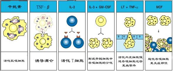 细胞因子的生物学活性.jpg