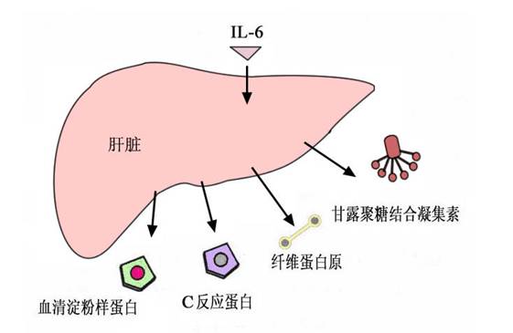 细胞因子诱导急性期蛋白的合成.jpg