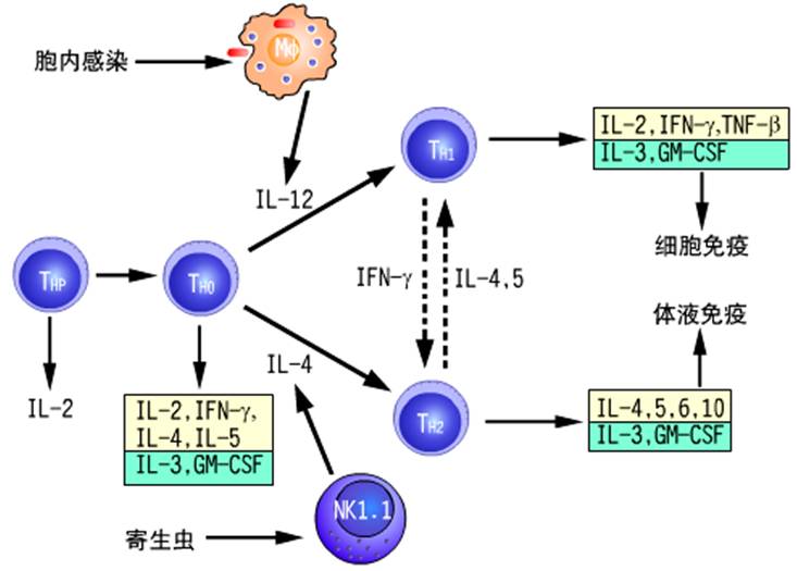 细胞因子对Th1和Th2细胞分化的调节作用.jpg
